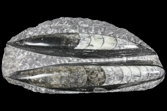 Polished Orthoceras (Cephalopod) Fossils - Morocco #96621